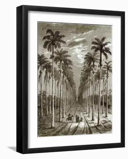 Avenue of Palm Trees, Leading to a Residence in Cuba-English-Framed Giclee Print