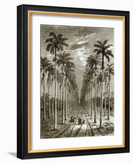 Avenue of Palm Trees, Leading to a Residence in Cuba-English-Framed Giclee Print