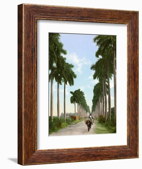 Avenue of Palms, Havana, 1903-null-Framed Giclee Print