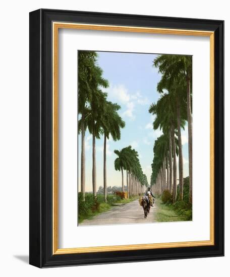 Avenue of Palms, Havana, 1903-null-Framed Giclee Print