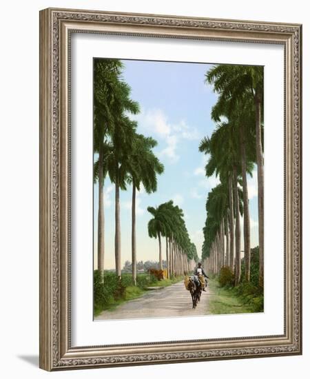 Avenue of Palms, Havana, 1903-null-Framed Giclee Print