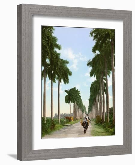 Avenue of Palms, Havana, 1903-null-Framed Giclee Print