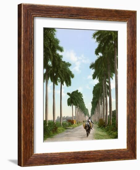 Avenue of Palms, Havana, 1903-null-Framed Giclee Print