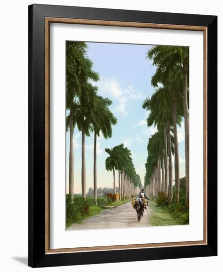 Avenue of Palms, Havana, 1903-null-Framed Giclee Print