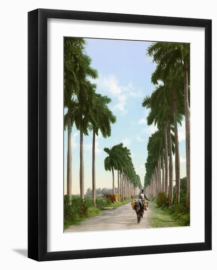 Avenue of Palms, Havana, 1903-null-Framed Giclee Print