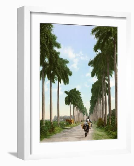 Avenue of Palms, Havana, 1903-null-Framed Giclee Print