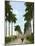 Avenue of Palms, Havana, 1903-null-Mounted Giclee Print