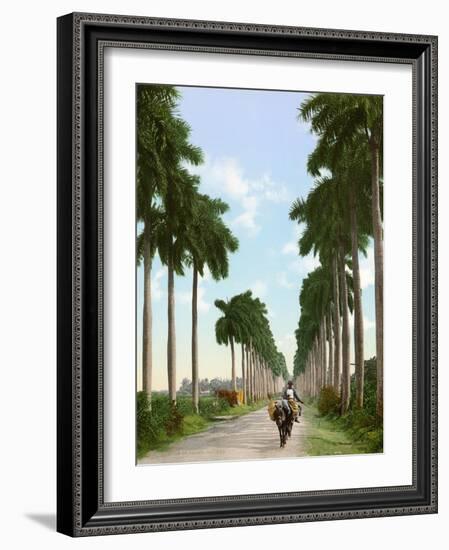 Avenue of Palms, Havana, 1903-null-Framed Giclee Print