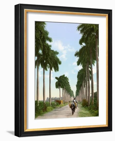 Avenue of Palms, Havana, 1903-null-Framed Giclee Print