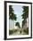 Avenue of Palms, Havana, 1903-null-Framed Giclee Print