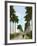Avenue of Palms, Havana, 1903-null-Framed Giclee Print