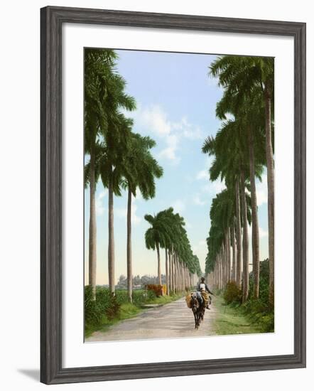 Avenue of Palms, Havana, 1903-null-Framed Giclee Print