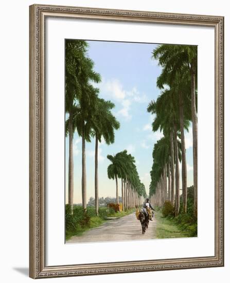 Avenue of Palms, Havana, 1903-null-Framed Giclee Print