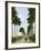 Avenue of Palms, Havana, 1903-null-Framed Giclee Print