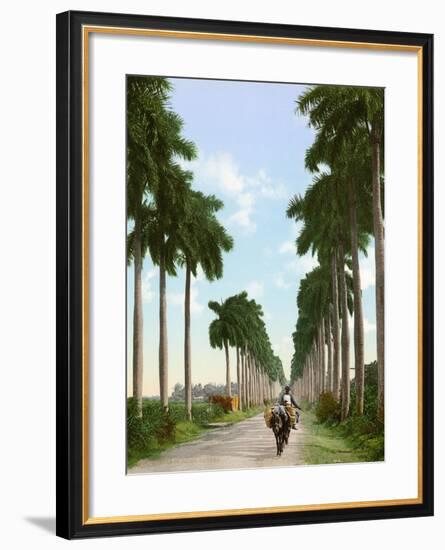 Avenue of Palms, Havana, 1903-null-Framed Giclee Print