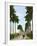 Avenue of Palms, Havana, 1903-null-Framed Giclee Print