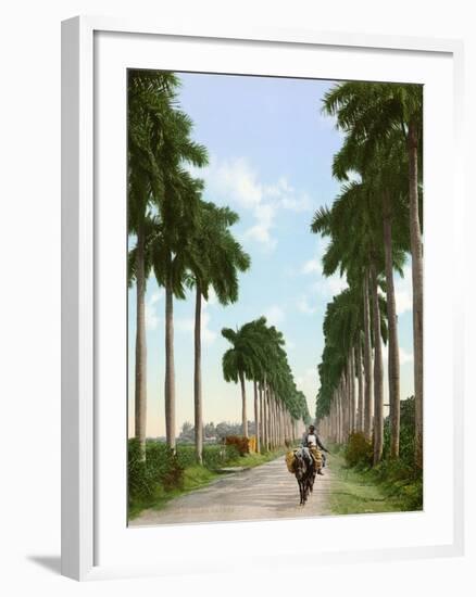 Avenue of Palms, Havana, 1903-null-Framed Giclee Print