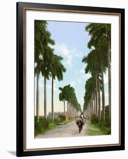 Avenue of Palms, Havana, 1903-null-Framed Giclee Print