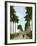 Avenue of Palms, Havana, 1903-null-Framed Giclee Print