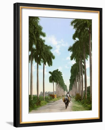 Avenue of Palms, Havana, 1903-null-Framed Giclee Print