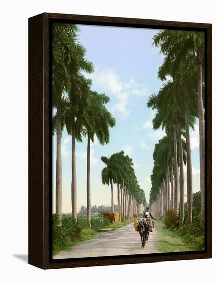 Avenue of Palms, Havana, 1903-null-Framed Premier Image Canvas