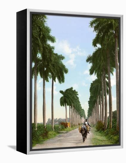 Avenue of Palms, Havana, 1903-null-Framed Premier Image Canvas