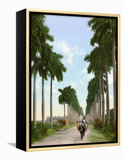 Avenue of Palms, Havana, 1903-null-Framed Premier Image Canvas