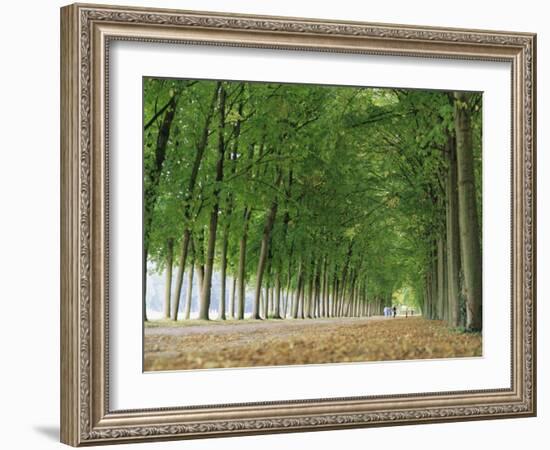 Avenue of Poplar Trees, Parc De Marly, Western Outskirts of Paris, France, Europe-Duncan Maxwell-Framed Photographic Print