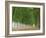 Avenue of Poplar Trees, Parc De Marly, Western Outskirts of Paris, France, Europe-Duncan Maxwell-Framed Photographic Print