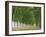Avenue of Poplar Trees, Parc De Marly, Western Outskirts of Paris, France, Europe-Duncan Maxwell-Framed Photographic Print