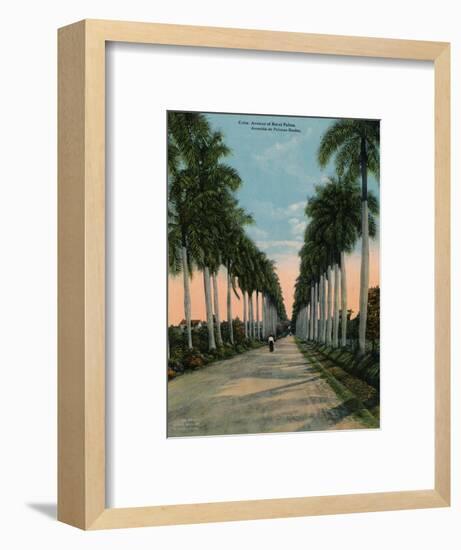 Avenue of royal palms, Cuba, c1920-Unknown-Framed Photographic Print