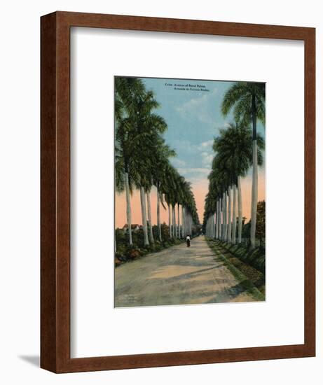 Avenue of royal palms, Cuba, c1920-Unknown-Framed Photographic Print