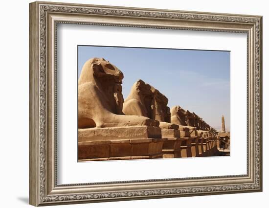 Avenue of Sphinxes, Karnak Temple, Luxor, Thebes, Egypt, North Africa-David Pickford-Framed Photographic Print