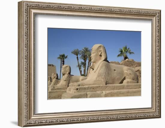 Avenue of Sphinxes, Luxor Temple, Luxor, Thebes, Egypt, North Africa, Africa-Richard Maschmeyer-Framed Photographic Print