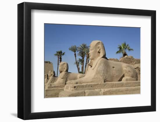 Avenue of Sphinxes, Luxor Temple, Luxor, Thebes, Egypt, North Africa, Africa-Richard Maschmeyer-Framed Photographic Print