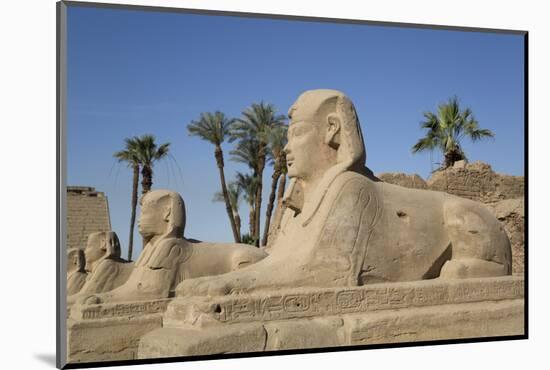 Avenue of Sphinxes, Luxor Temple, Luxor, Thebes, Egypt, North Africa, Africa-Richard Maschmeyer-Mounted Photographic Print