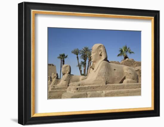 Avenue of Sphinxes, Luxor Temple, Luxor, Thebes, Egypt, North Africa, Africa-Richard Maschmeyer-Framed Photographic Print