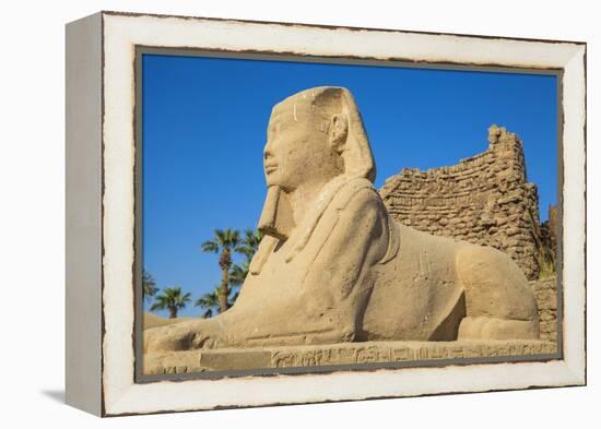 Avenue of Sphinxes, Luxor Temple, UNESCO World Heritage Site, Luxor, Egypt, North Africa, Africa-Jane Sweeney-Framed Premier Image Canvas