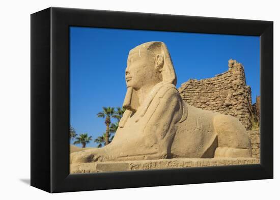 Avenue of Sphinxes, Luxor Temple, UNESCO World Heritage Site, Luxor, Egypt, North Africa, Africa-Jane Sweeney-Framed Premier Image Canvas