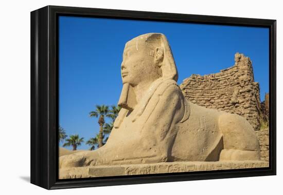 Avenue of Sphinxes, Luxor Temple, UNESCO World Heritage Site, Luxor, Egypt, North Africa, Africa-Jane Sweeney-Framed Premier Image Canvas