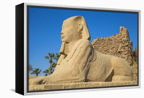 Avenue of Sphinxes, Luxor Temple, UNESCO World Heritage Site, Luxor, Egypt, North Africa, Africa-Jane Sweeney-Framed Premier Image Canvas