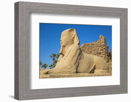 Avenue of Sphinxes, Luxor Temple, UNESCO World Heritage Site, Luxor, Egypt, North Africa, Africa-Jane Sweeney-Framed Photographic Print