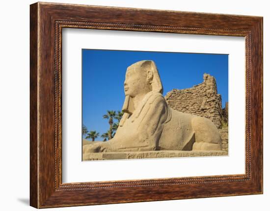 Avenue of Sphinxes, Luxor Temple, UNESCO World Heritage Site, Luxor, Egypt, North Africa, Africa-Jane Sweeney-Framed Photographic Print