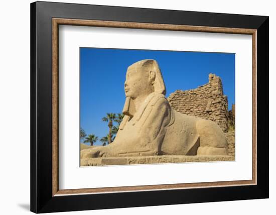 Avenue of Sphinxes, Luxor Temple, UNESCO World Heritage Site, Luxor, Egypt, North Africa, Africa-Jane Sweeney-Framed Photographic Print