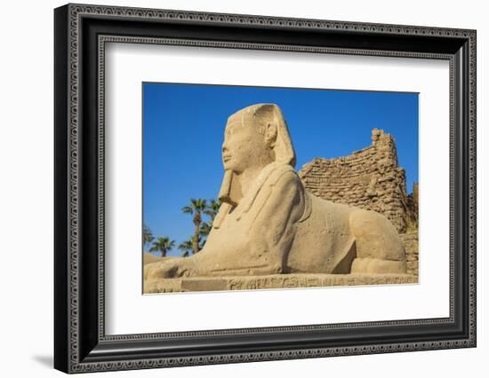 Avenue of Sphinxes, Luxor Temple, UNESCO World Heritage Site, Luxor, Egypt, North Africa, Africa-Jane Sweeney-Framed Photographic Print