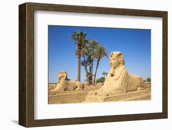 Avenue of Sphinxes, Luxor Temple, UNESCO World Heritage Site, Luxor, Egypt, North Africa, Africa-Jane Sweeney-Framed Photographic Print