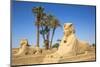 Avenue of Sphinxes, Luxor Temple, UNESCO World Heritage Site, Luxor, Egypt, North Africa, Africa-Jane Sweeney-Mounted Photographic Print