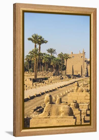 Avenue of Sphinxes, Luxor Temple, UNESCO World Heritage Site, Luxor, Egypt, North Africa, Africa-Jane Sweeney-Framed Premier Image Canvas