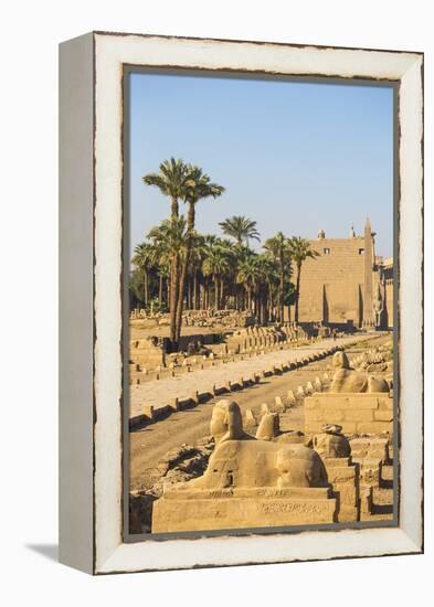 Avenue of Sphinxes, Luxor Temple, UNESCO World Heritage Site, Luxor, Egypt, North Africa, Africa-Jane Sweeney-Framed Premier Image Canvas