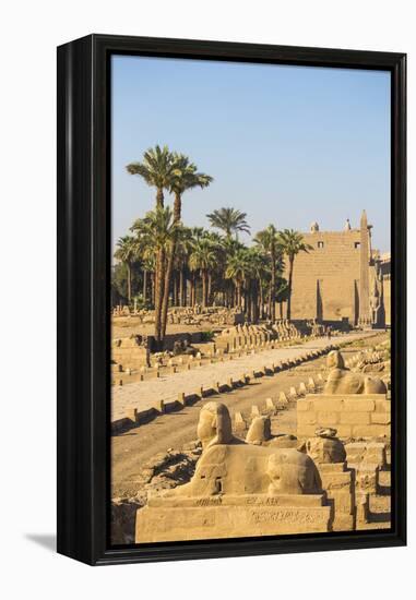 Avenue of Sphinxes, Luxor Temple, UNESCO World Heritage Site, Luxor, Egypt, North Africa, Africa-Jane Sweeney-Framed Premier Image Canvas